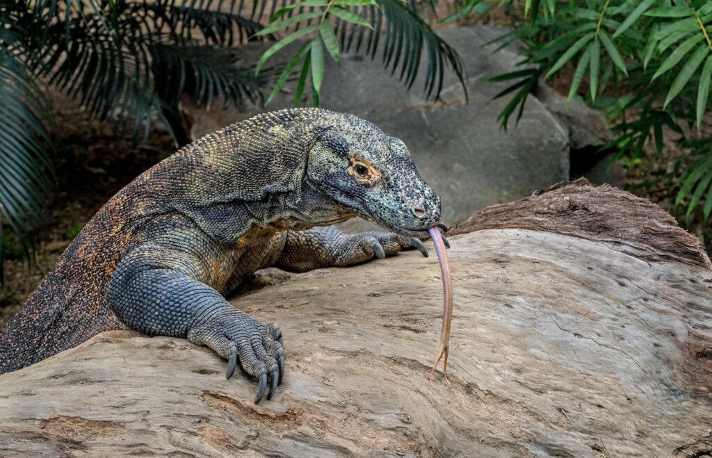 komodo dragon