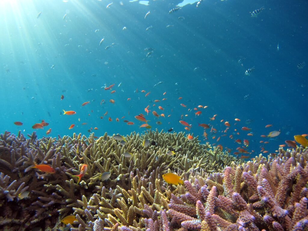 Diving in Komodo Hotel-In-Labuan-Bajo-Hotel-di-labuan-bajo-Wonders-SeasonIsland