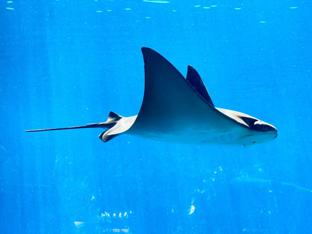 Manta Ray in Komodo Island