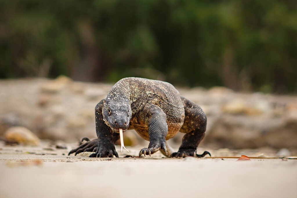 Hotel In Labuan Bajo Meruorah Komodo Labuan Bajo 3